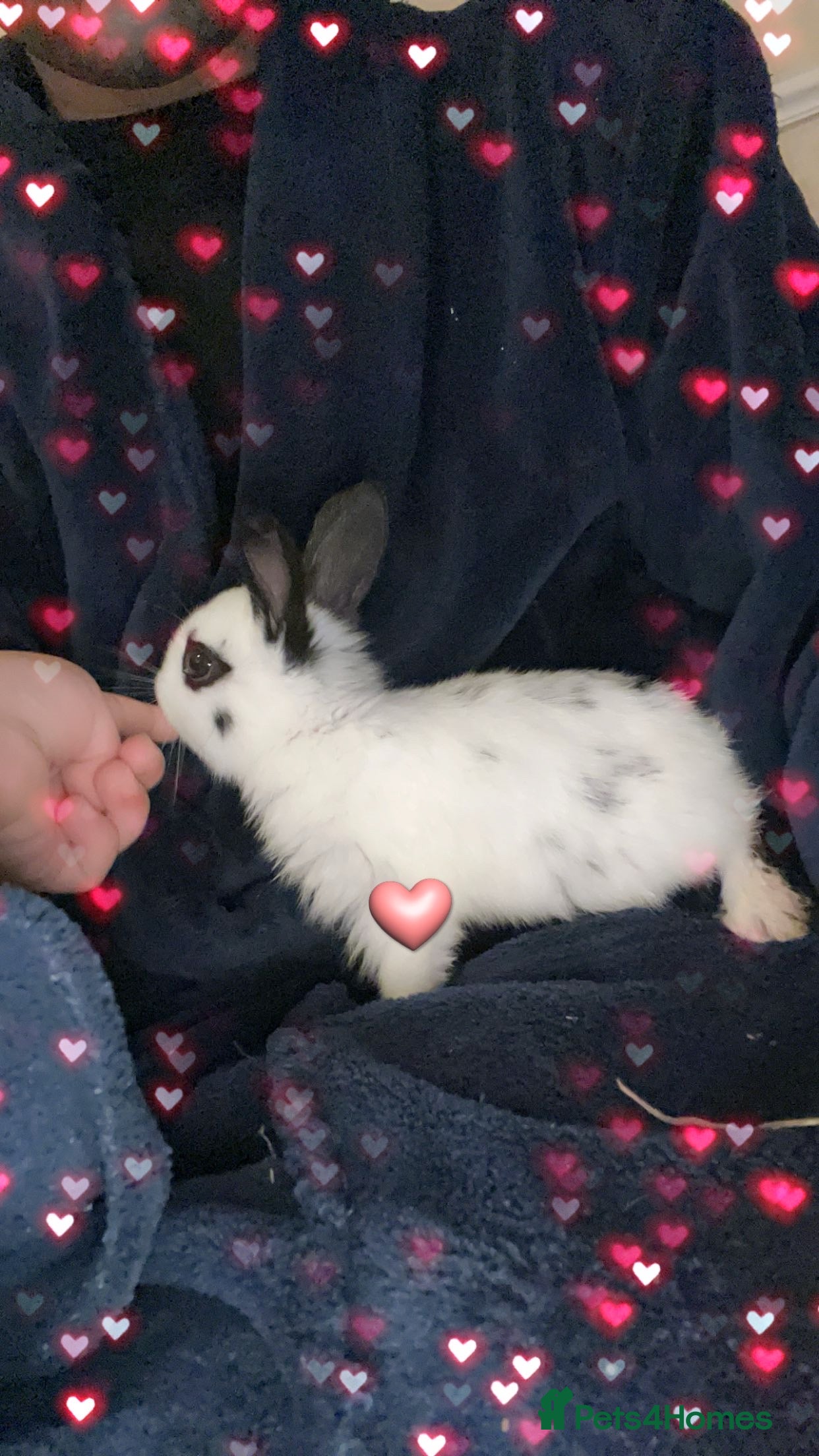 English Spot rabbits 🐰Beautiful Rabbits Available to Loving Homes🐰 - Advert 1