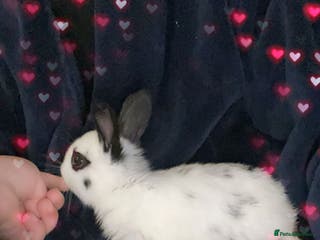 English Spot rabbits 🐰Beautiful Rabbits Available to Loving Homes🐰 - Advert 1