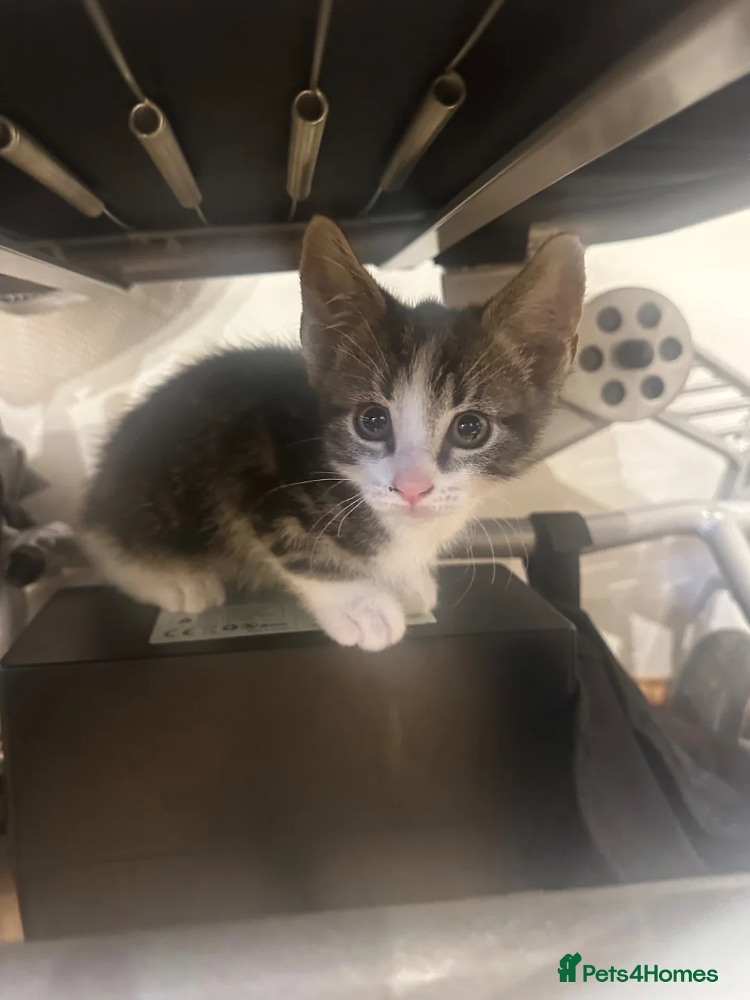 Mixed Breed cats for sale: Two beautiful boys  - Advert 2