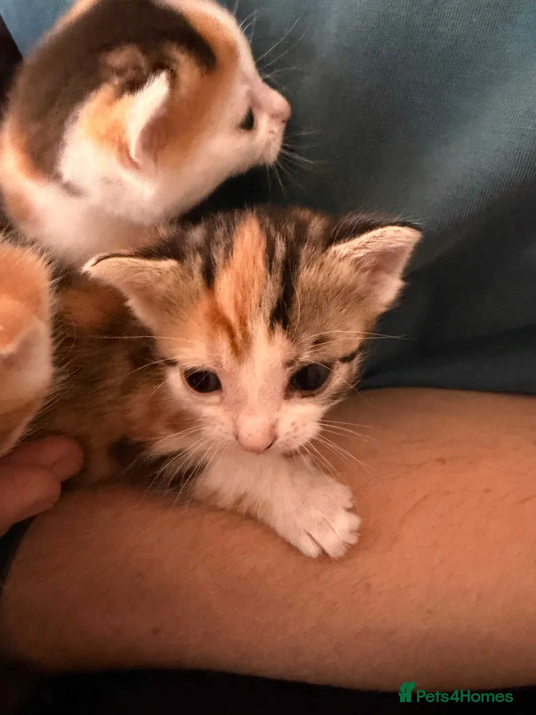 Domestic Shorthair cats for sale: 1x female tri coloured kitten - Advert 12
