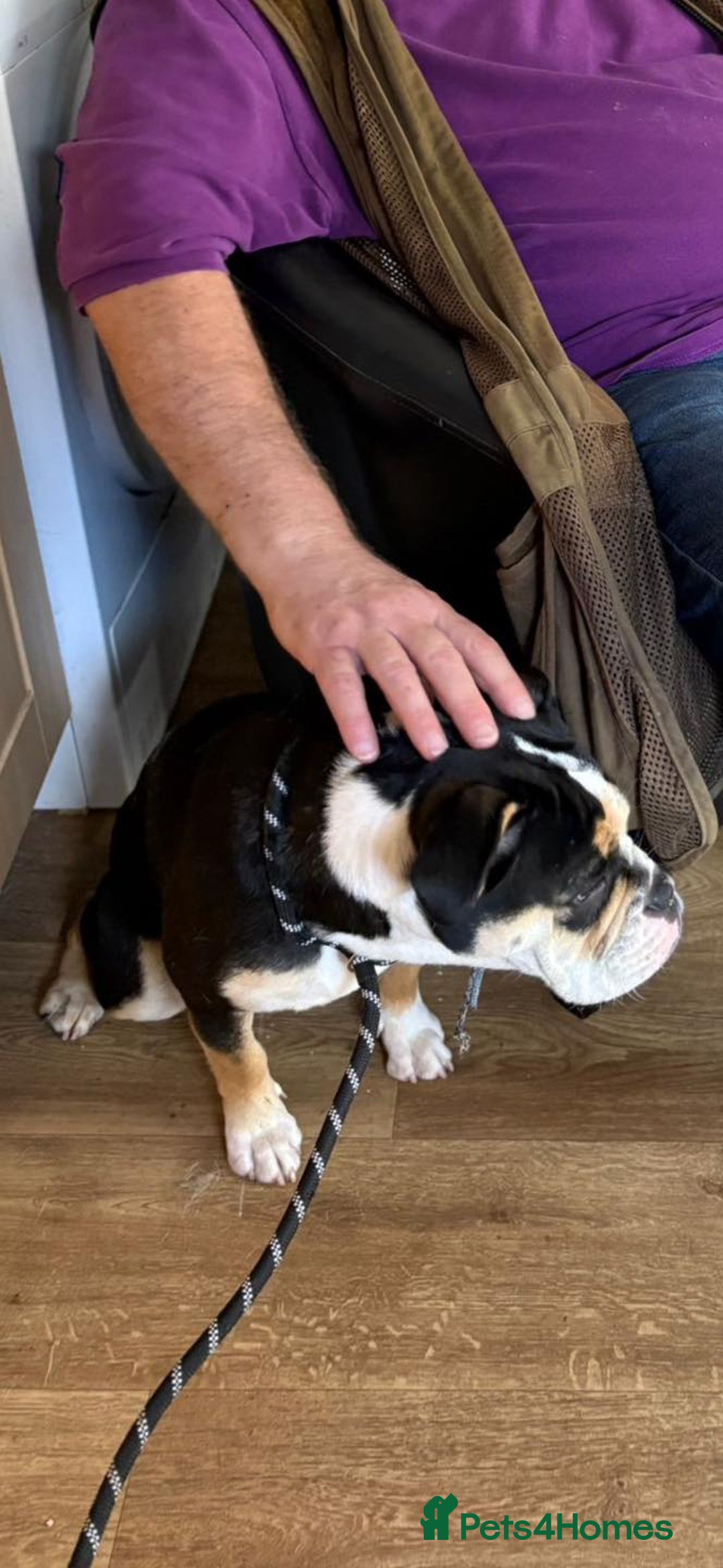 Old Tyme Bulldog dogs for adoption: Kali - Needs a foster or fva home :-) - Image 4