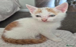 Domestic Shorthair cats for sale: 3 x kittens looking for their forever homes - Advert 3