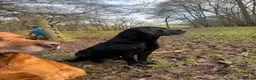 Labrador Retriever dogs for stud: Stud, strong, PROVEN! in Penrith - Advert 2