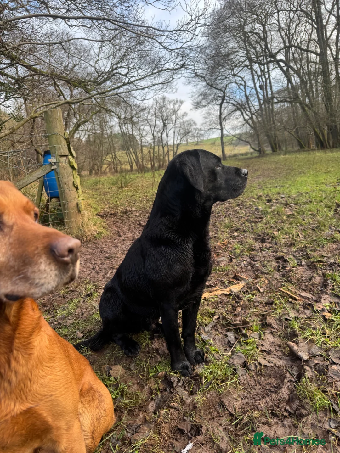 Labrador Retriever dogs for stud: Stud, strong, PROVEN! in Penrith - Advert 2