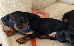 Miniature Dachshund dogs for sale: KC mini dachshund Black n Tan girl ready to home  - Image 8