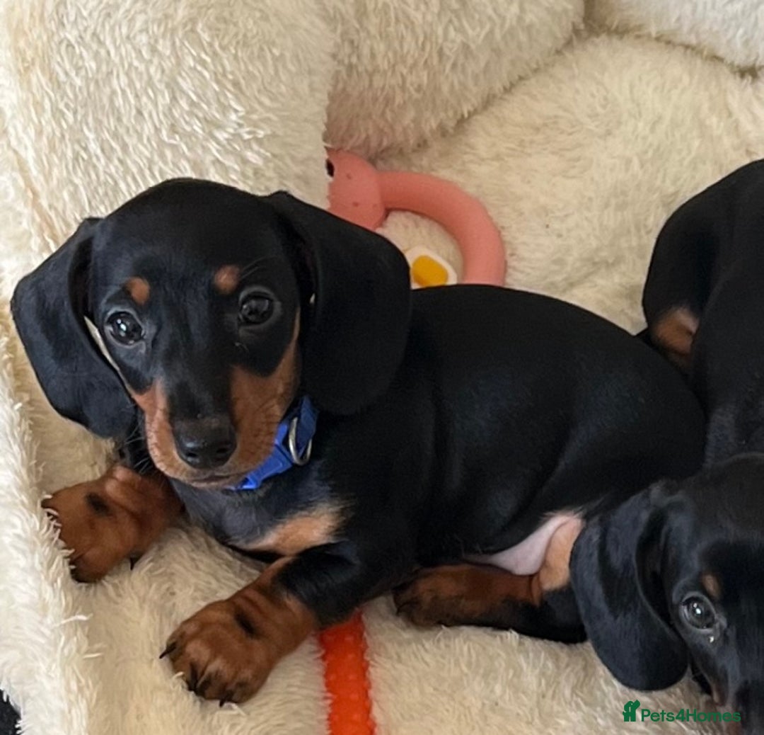Miniature Dachshund dogs for sale: KC mini dachshund Black n Tan girl ready to home  - Image 8