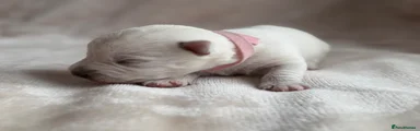 West Highland Terrier 6
