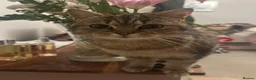 Mixed Breed cats for sale: 3 Beautiful British short hair cross kittens. in Swansea - Advert 2