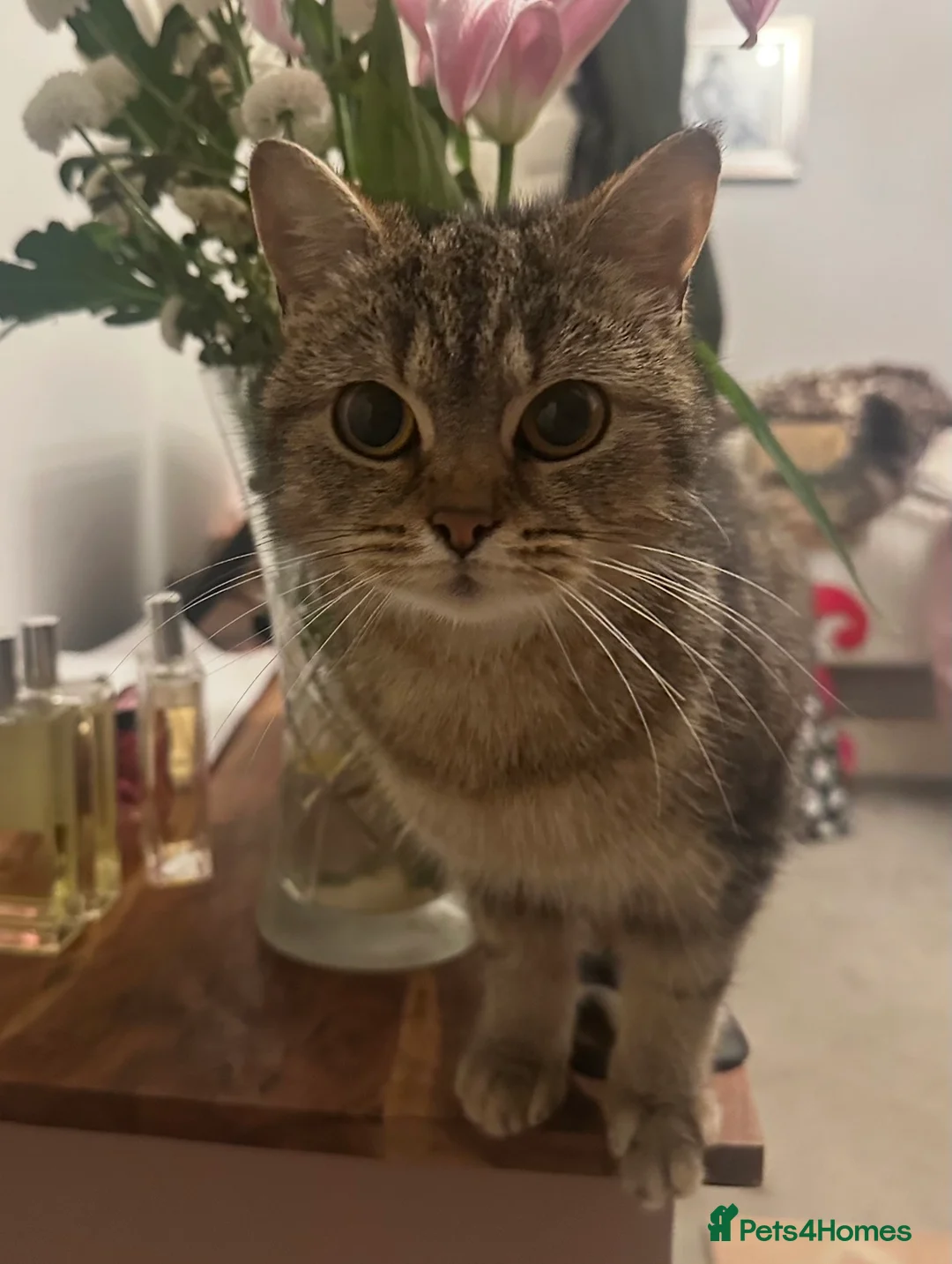 Mixed Breed cats for sale: 3 Beautiful British short hair cross kittens. in Swansea - Advert 2