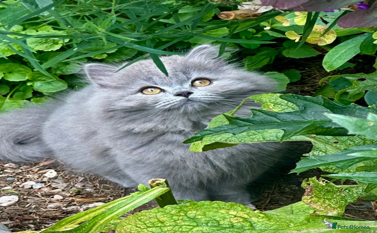 British Shorthair cats - Advert 2