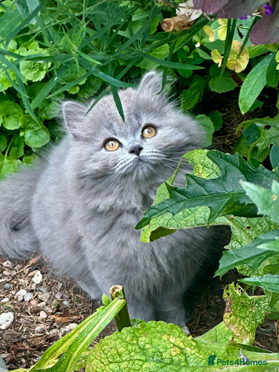 British Shorthair cats for sale: REDUCED - Image 8