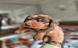 Dachshund dogs for sale: Miniature dachshund puppies PRA CLR - Image 21