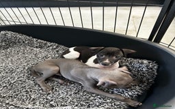 Italian Greyhound dogs for sale: Beautiful Italian greyhound puppies  - Image 8
