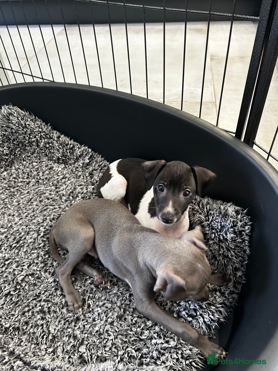 Italian Greyhound dogs for sale: Beautiful Italian greyhound puppies  - Image 8