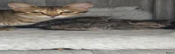 Savannah cats for sale: F3c Male Savannah - Advert 2