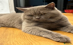 Scottish Fold cats for sale: Scottish fold adorable kitties 🐾  - Image 12