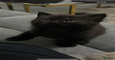 British Shorthair cats - Advert 14