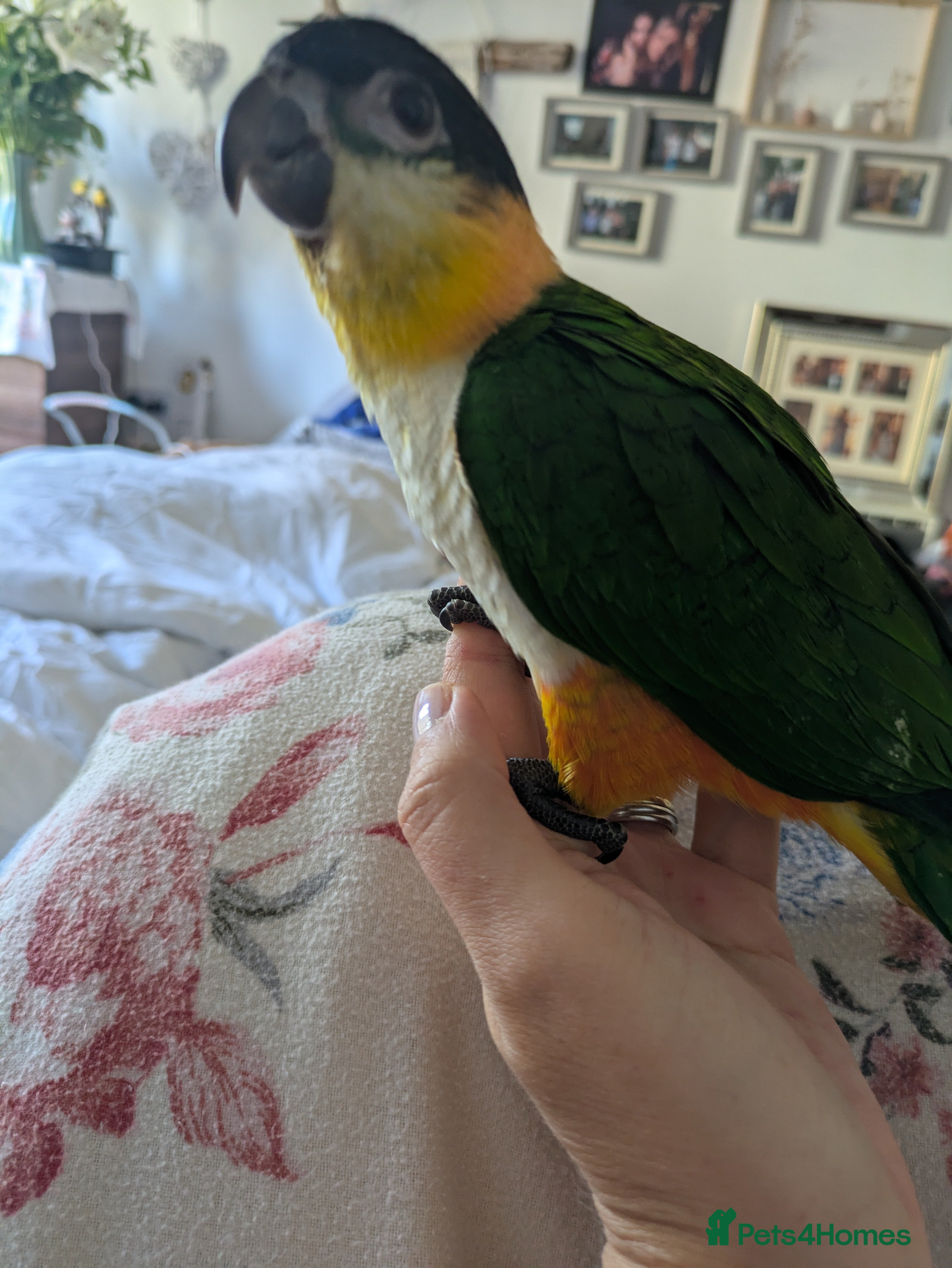 Parrots birds Black headed caique silly tamed babies - Advert 20