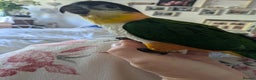 Parrots birds for sale: Black headed caique silly tamed babies - Advert 1