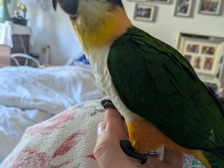 Parrots birds - Advert 1