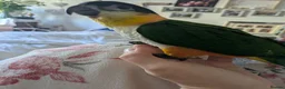 Parrots birds for sale: Black headed caique silly tamed babies - Advert 4