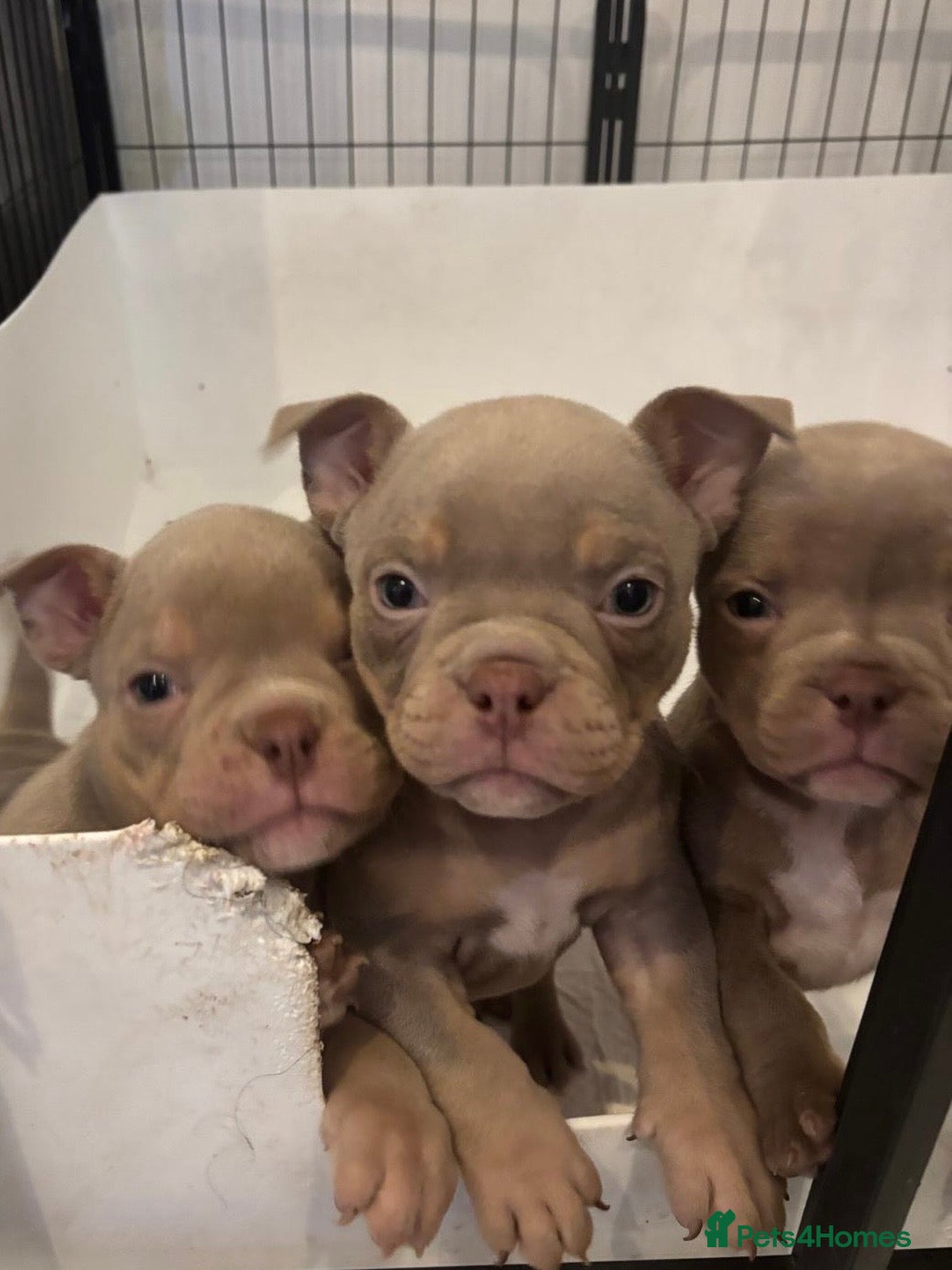 American Bully dogs Lilac’s microbully puppy’s🏠💖🩵 - Advert 2