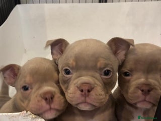 American Bully dogs Lilac’s microbully puppy’s🏠💖🩵 - Advert 2
