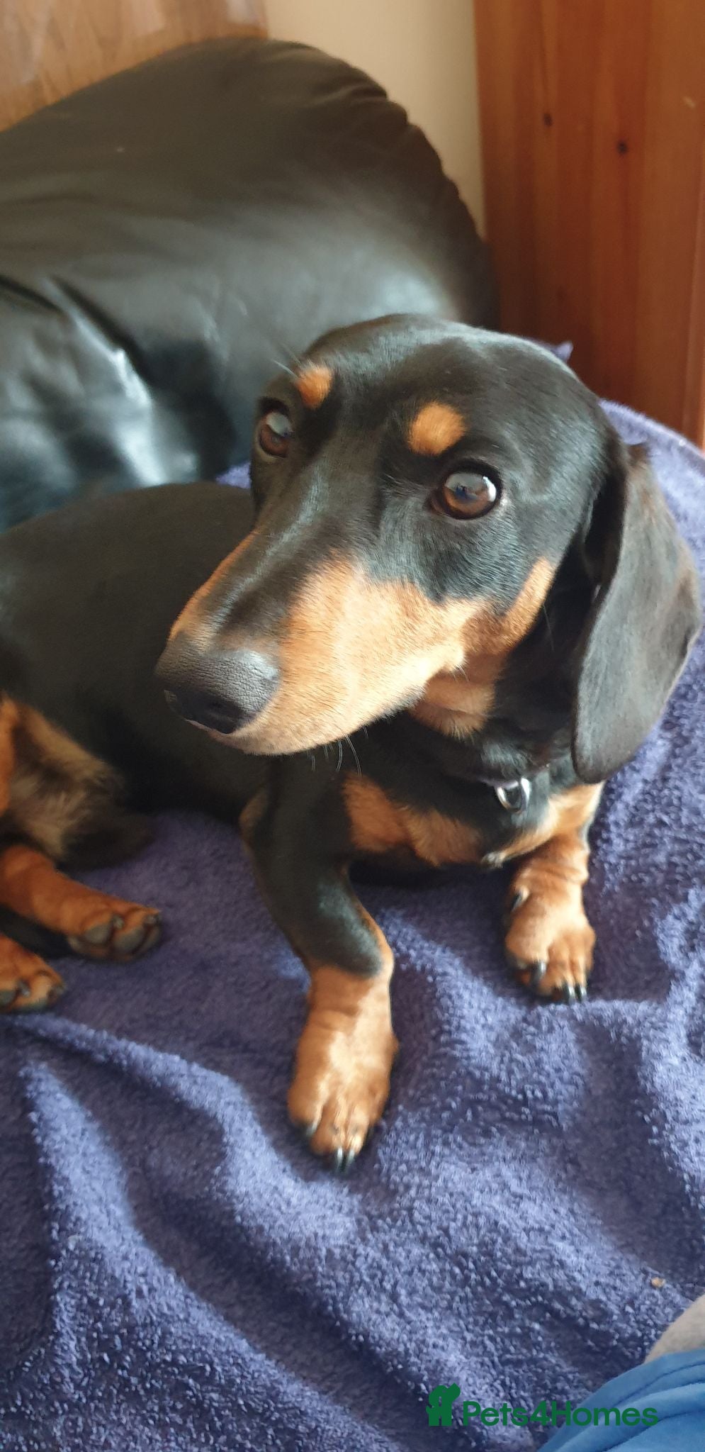 Dachshund dogs  mini dachshund for stud only - Advert 1