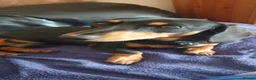 Dachshund dogs for stud:  mini dachshund for stud only in Telford - Advert 1