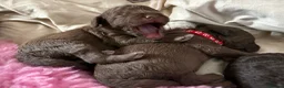 Bedlington Terrier dogs for sale: KC bedlington terrier pups 1 girl & 1 boy  - Advert 12