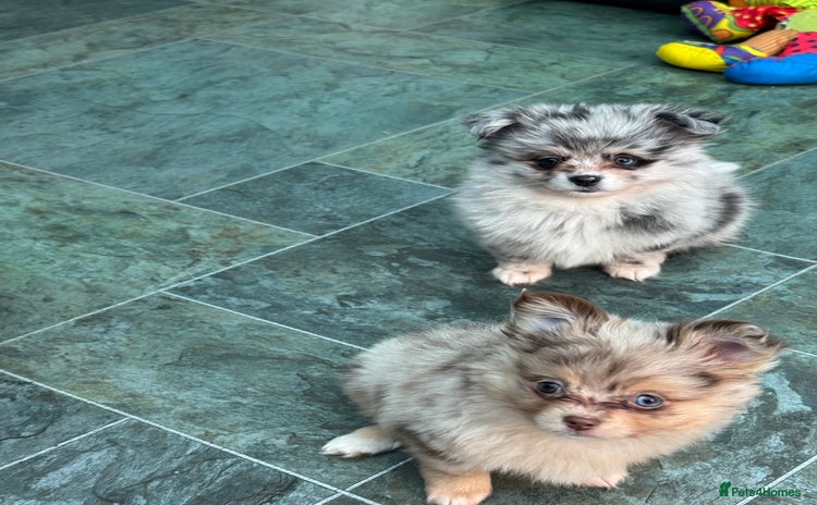 Pomchi dogs - Advert 1