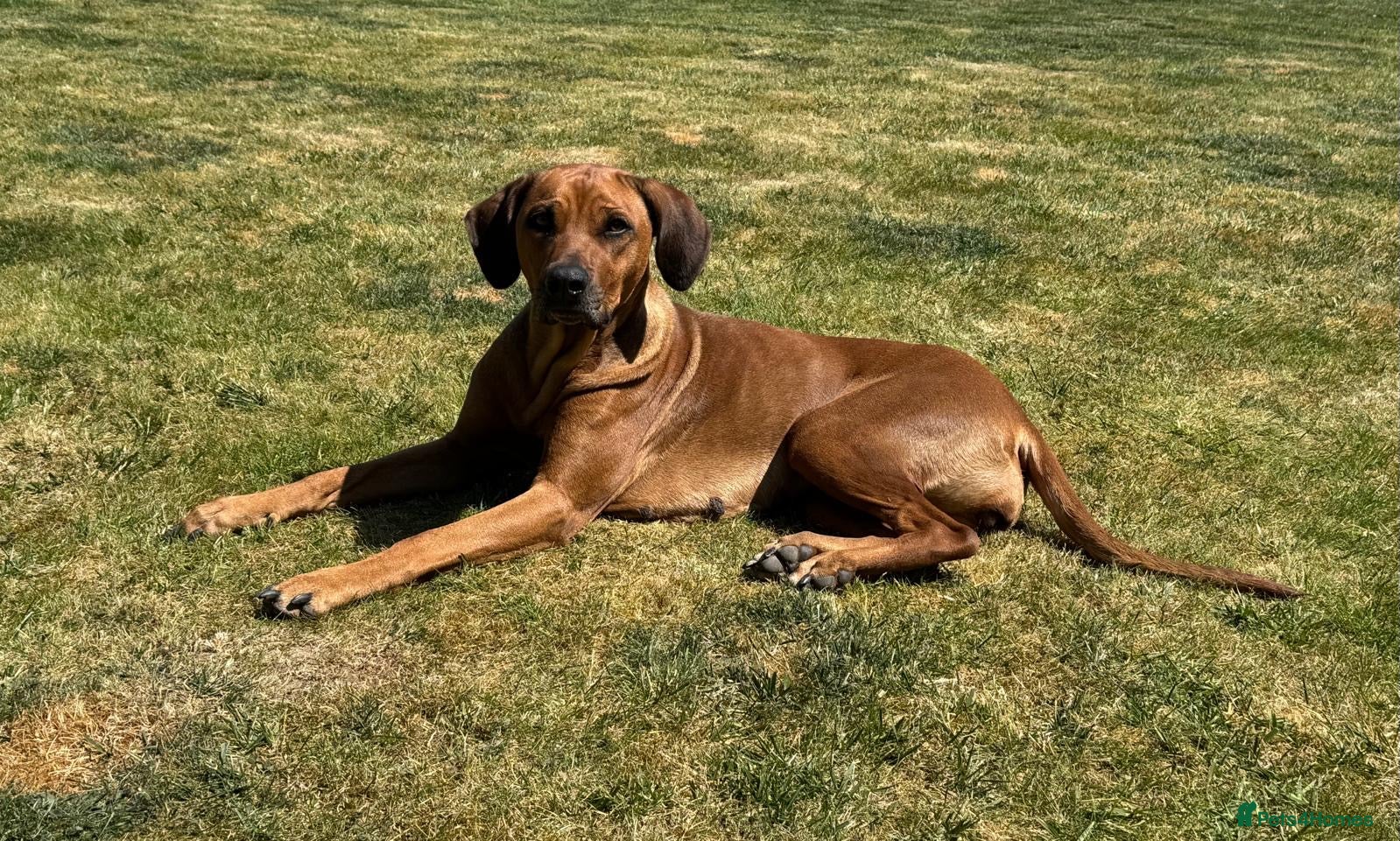 Rhodesian Ridgeback dogs for sale: Rhodesian Ridgeback puppies due 26th June 2026 in Stockbridge - Advert 5