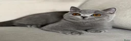 British Shorthair cats for sale: Beautiful boy  - Advert 6