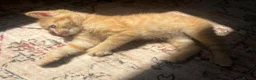 Maine Coon cats for sale: Main Coon Cross kittens in Halesworth - Advert 7