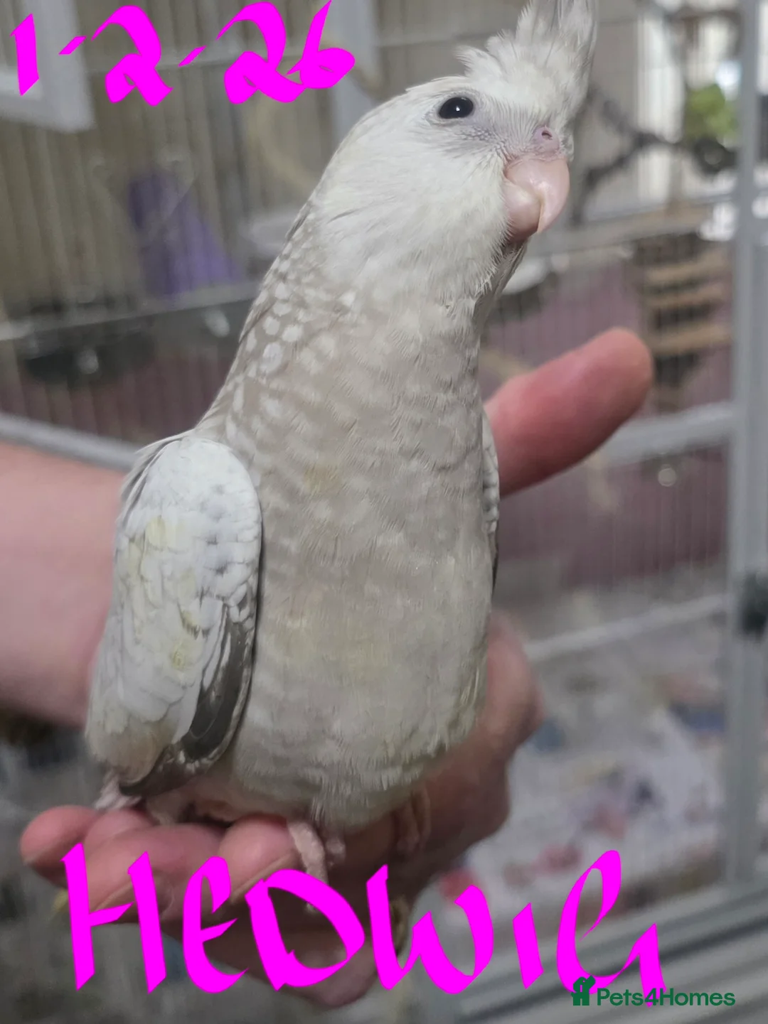 Cockatiels birds for sale: Baby cockatiels mixed  - Advert 13