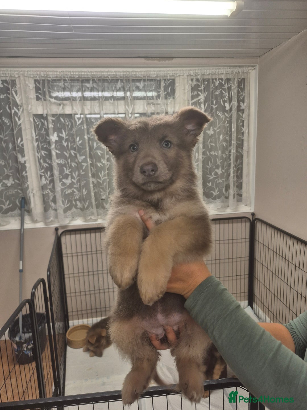 German Shepherd dogs for sale: READY TO leave 1 left German Shepherd kc reg pups - Advert 39