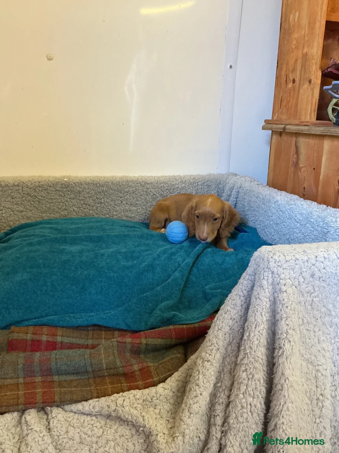 Cocker Spaniel dogs for sale: Cocker spaniel  in Doncaster - Advert 2