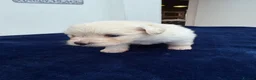 Maltipom dogs for sale: Multipom mojos for sale - Advert 15
