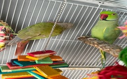 Ringnecks birds for sale: Bird pair and cage  - Image 2