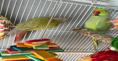 Ringnecks birds - Advert 12