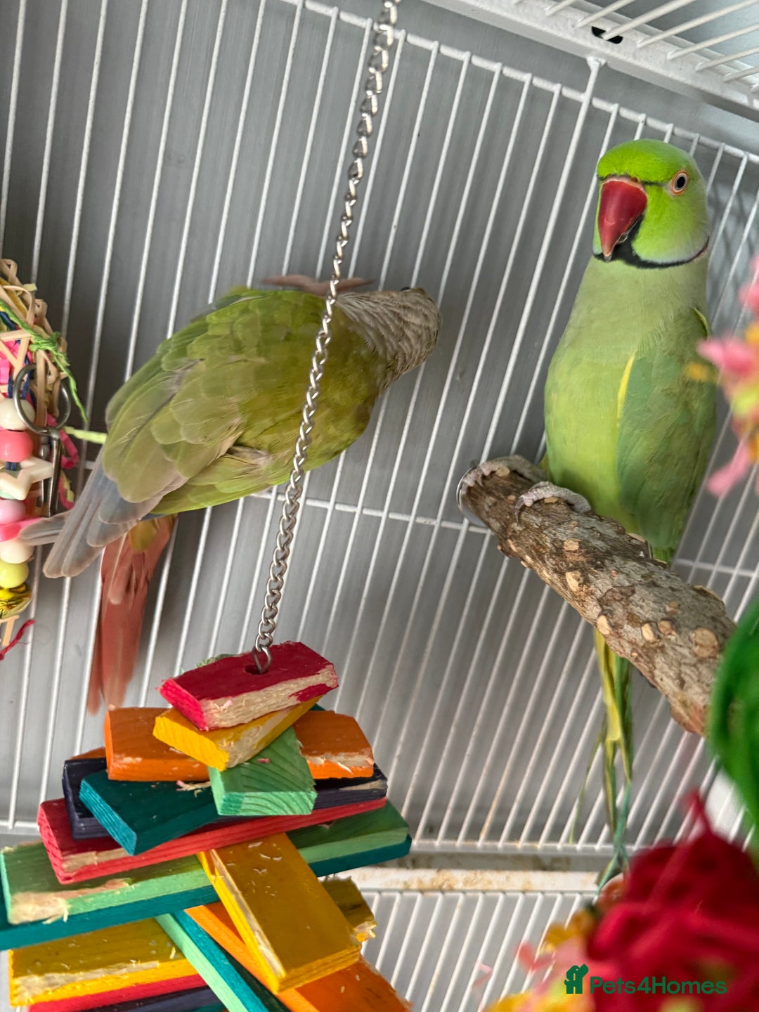 Ringnecks birds for sale: Bird pair and cage  - Image 2