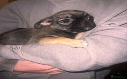 Mixed Breed dogs for sale: Last 2 puppies  - Image 3
