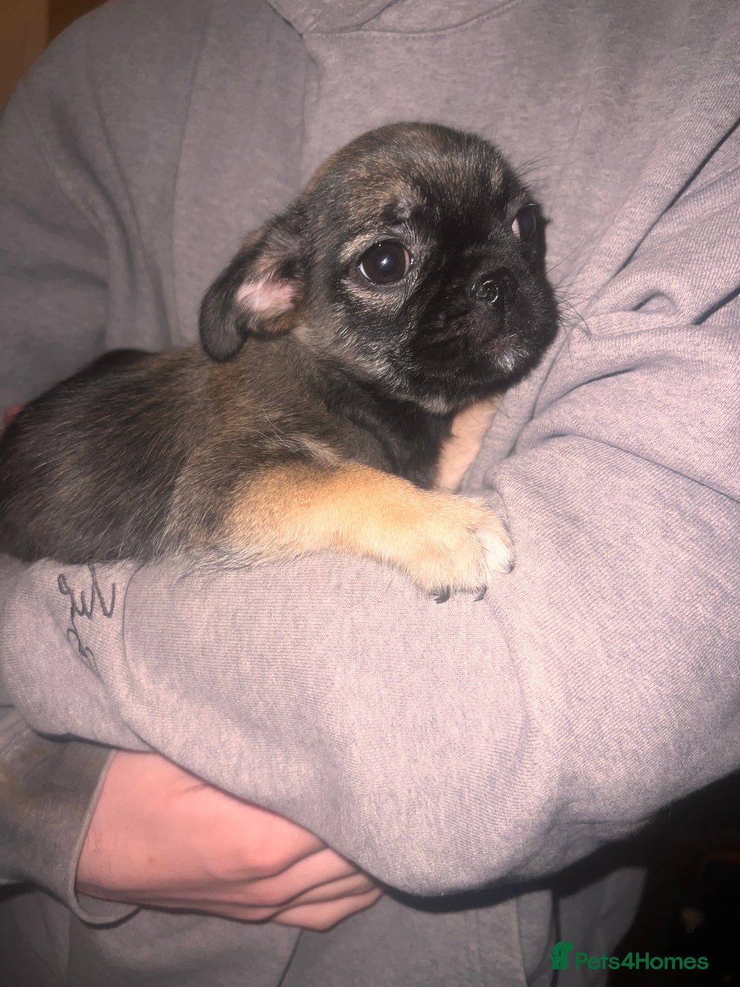 Mixed Breed dogs for sale: Last 2 puppies  - Image 3