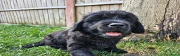 Newfoundland dogs for sale: Beautiful Newfoundland puppies  - Advert 1