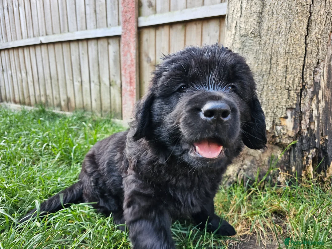 Newfoundland dogs for sale: Beautiful Newfoundland puppies  - Advert 1