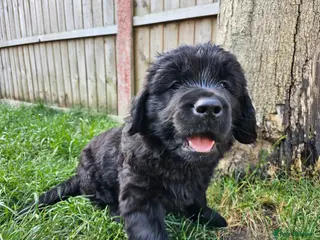 Newfoundland dogs Beautiful Newfoundland puppies - Advert 5