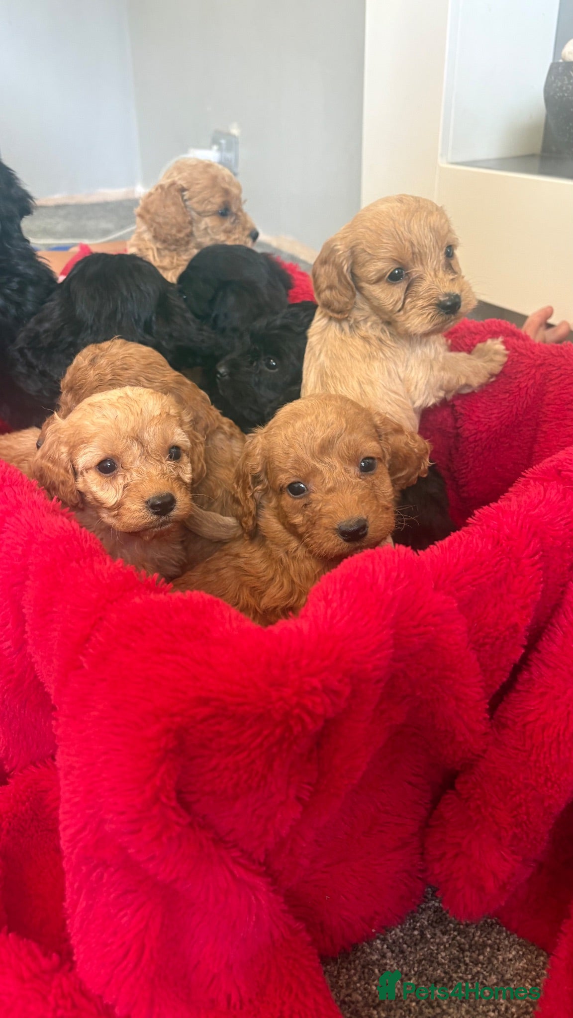 Cockapoo dogs Our Beautiful Cockapoo Puppys ❤️ - Advert 12
