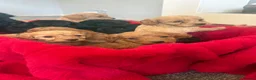 Cockapoo dogs for sale: Our Beautiful Cockapoo Puppys ❤️ - Advert 1