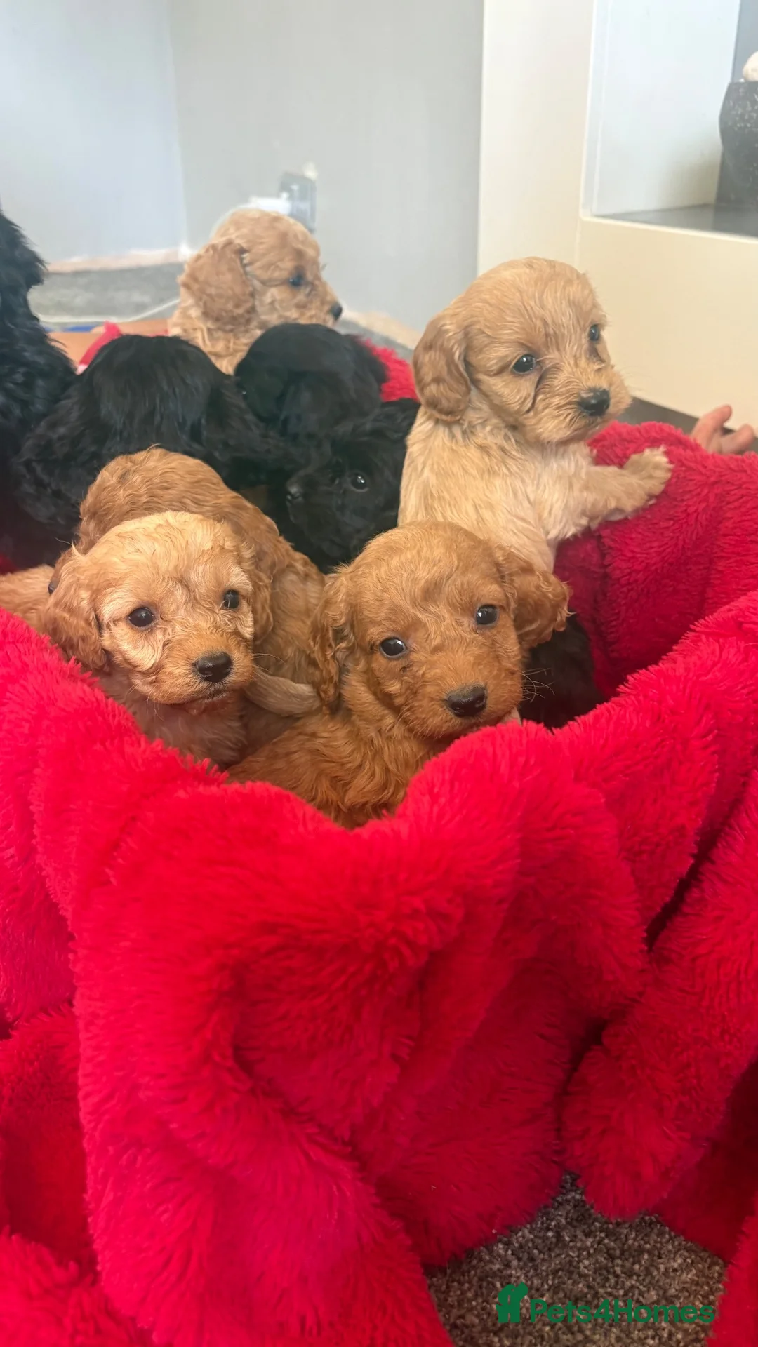Cockapoo dogs for sale: Our Beautiful Cockapoo Puppys ❤️ - Advert 1