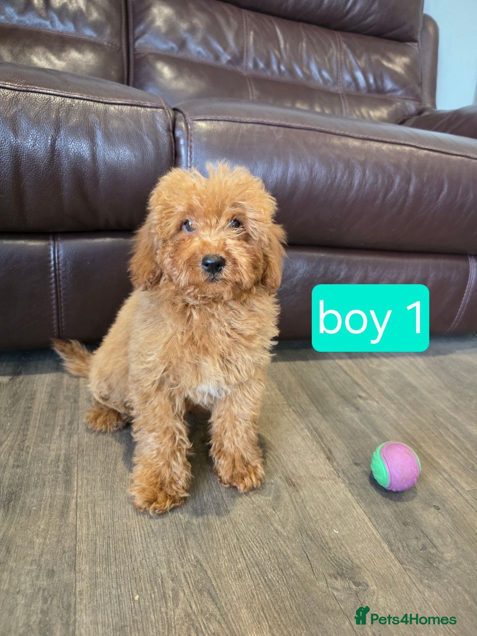 Cavapoo dogs Adorable F1B Cavapoo puppies for sale  - Advert 1